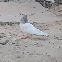 کله ابر ماده