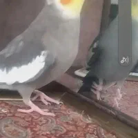 عروس هلندی گم شده