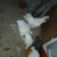 مرغ و خروس ابریشمی و جوجه ابریشمی