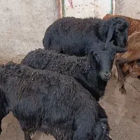 ۱۵ راس بره قوچ قره قزل اصل موفر موقعیت سیم فروشی