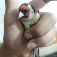 سهره های قفسی|پرنده|اهواز, اسلام آباد شرقی|دیوار