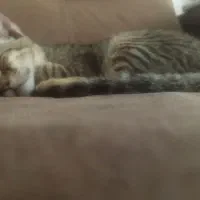 گربه