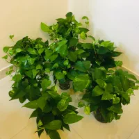 گل و گیاه پیچک پتوس