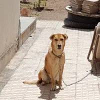 سگ لاس افغان