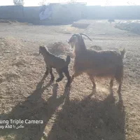 بزغاله|حیوانات مزرعه|کنگاور, |دیوار