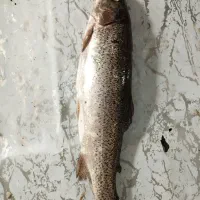 ماهی تازه دریایی