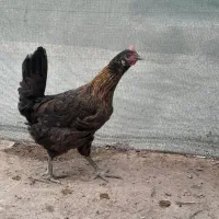 مرغ محلی اصل۵۵۰