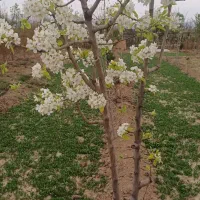 باغچه نقلی زیبا گلحصار