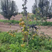 نهال گلابی درگزی