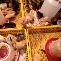 جوجه محلی|حیوانات مزرعه|چیتاب, |دیوار