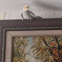 عروس هلندی نر آهویی|پرنده|مراغه, |دیوار