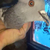 کفتر کوهی . کفتر چاهی|پرنده|نجفآباد, یزدانشهر|دیوار