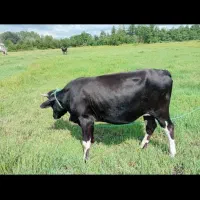 با سلام لیشه آماده به تخم کاملا سالم و سر حال|حیوانات مزرعه|سنگر, |دیوار