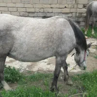 اسب|اسب و تجهیزات اسب‌سواری|دورود, |دیوار