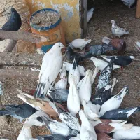 کبوترپرشی تهران وکاشان|پرنده|پرهسر, |دیوار