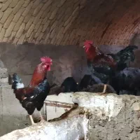 خروس قرمز،سفید،گل باقالی.