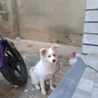 فروش سگ پامر پاکوتاه ماده|سگ|ساری, |دیوار