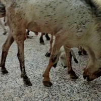 بز نر|حیوانات مزرعه|قلعه قاضی, |دیوار