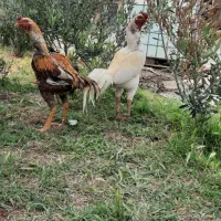 مرغ و خروس لاری اصیل