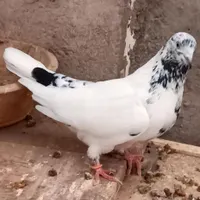ماده پرشی