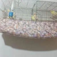 خورموج لنگک قناری نرمست تک رنگ ۱۸۰۰۰۰۰۰|پرنده|خورموج, |دیوار