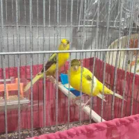 فروش یک جفت قناری نر و ماده|پرنده|کیش, |دیوار