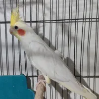 عروس هلندی..لوتینو نر|پرنده|بجنورد, |دیوار