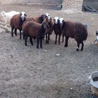 بره ماده|حیوانات مزرعه|تربتحیدریه, بالا ولایت|دیوار