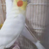 عروس هلندی جفت