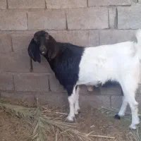 گوسفند بربر