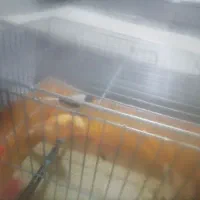 یه جفت قناری