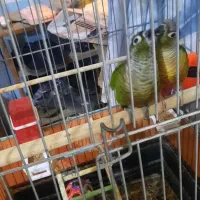 گرینچیک بندر جاسک|پرنده|جاسک, |دیوار