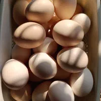 تخم مرغ نطفه دار محلی