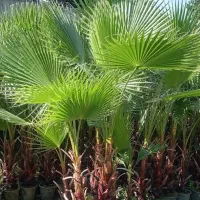 نخل پالم واشنگتن|گل و گیاه طبیعی|آمل, |دیوار