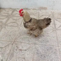 مرغ گلپایگان|حیوانات مزرعه|مشهد, رضاشهر|دیوار
