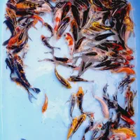 فروش انواع ماهی کوی قرمز پیتوپاک بالاترین کیفیت|ماهی|تهران, خرمشهر|دیوار