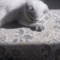 گربه اسکاتیش فولد خاص