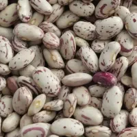 لوبیا چیتی محلی