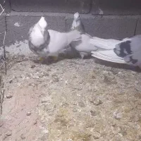 پرنده کبوتر یا کفتر