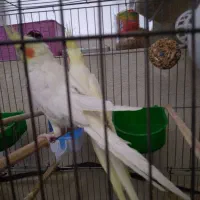 عروس هلندی ۱. ساله شرط تخم جوجه فروش فوری|پرنده|لالی, |دیوار