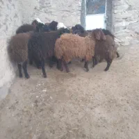 ۱۱راس بره ۵نر۶ماده