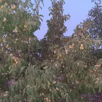 آلوچه خانساری