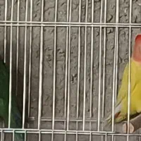 طوطی برزیلی صورت هلویی|پرنده|داراب, |دیوار