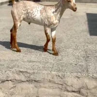 بره و میش آفریقایی