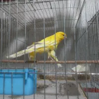 قناری بلند|پرنده|بندر انزلی, ناسیونال|دیوار