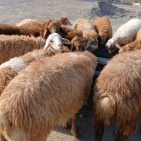 گوسفند|حیوانات مزرعه|مشگین شهر, |دیوار