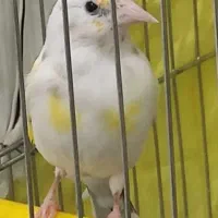 سهره نر سفید آبدانان