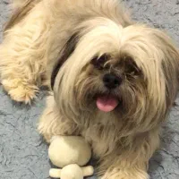 سگ شینتزو  بسیار اروم