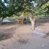 باغ ۱۰۰۰متری دهشاد شهریار خیابان باسکول