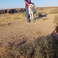 با سلام یک سگ البغزرد|سگ|شهریار, شهرک وائین|دیوار